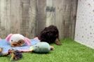 Funny Poodle Purebred Pup