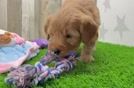 Mini Goldendoodle Puppy for Adoption
