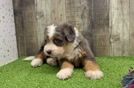 Cute Mini Bernedoodle Baby