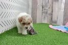 Meet Ravonna - our Poodle Puppy Video