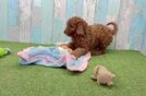 Cavapoo Puppy for Adoption