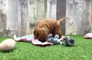 Meet Wade - our Cavapoo Puppy Video