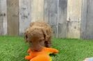 Best Cockapoo Baby
