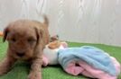 Meet Cody - our Mini Goldendoodle Puppy Video