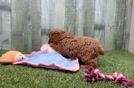 Popular Cavapoo Poodle Mix Pup