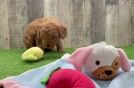 Friendly Mini Goldendoodle Baby