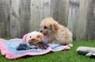 Meet Bradley - our Maltipoo Puppy Video