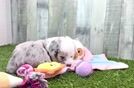 Hypoallergenic Aussiepoo Poodle Mix Puppy