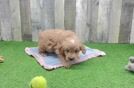 Mini Goldendoodle Puppy for Adoption