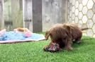 Meet Kaiser - our Cavapoo Puppy Video