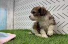 Best Cavachon Baby