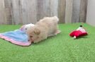 Maltipoo Puppy for Adoption