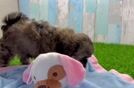 Best Shih Poo Baby