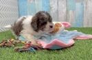 Smart Havapoo Poodle Mix Pup