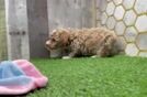 Best Poodle Baby