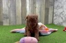 Best Mini Goldendoodle Baby