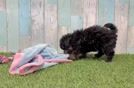Havapoo Puppy for Adoption