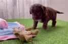 Best Cockapoo Baby