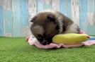 Pomeranian Puppy for Adoption