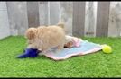 Funny Maltipoo Poodle Mix Pup