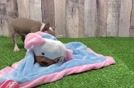 Fluffy Boston Bull Terrier Mix Puppy