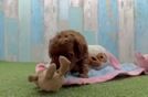 Cute Cavapoo Baby