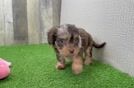 Meet Boone - our Cavapoo Puppy Video