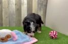 Meet Acadia - our Mini Bernedoodle Puppy Video