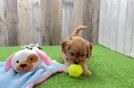 Best Cavapoo Baby