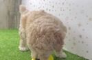 Energetic Caniche Purebred Puppy