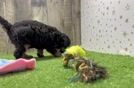 Meet Hemingway - our Poodle Puppy Video