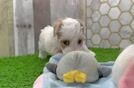 Maltipoo Puppy for Adoption