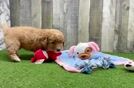 Friendly Mini Goldendoodle Baby