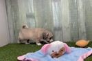 Meet Waldo - our Aussiechon Puppy Video