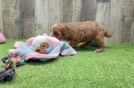 Cavapoo Pup Being Cute