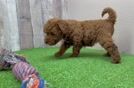 Best Mini Goldendoodle Baby