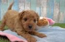 Adorable Golden Retriever Poodle Mix Poodle Mix Puppy