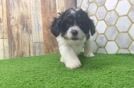 Petite Cavapoo Poodle Mix Pup