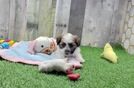 Teddy Bear Puppy for Adoption