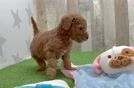 Mini Goldendoodle Puppy for Adoption