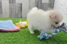 Best Pomeranian Baby