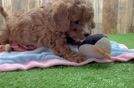 Funny Cavapoo Poodle Mix Pup