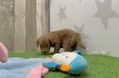 Mini Goldendoodle Puppy for Adoption