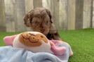 Small Cavapoo Baby