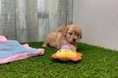 Cavapoo Pup Being Cute