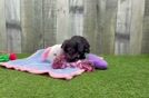 Little Aussiepoo Poodle Mix Puppy