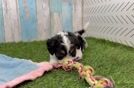 Meet Kanye - our Cavachon Puppy Video