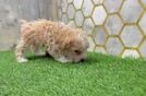 Best Maltipoo Baby