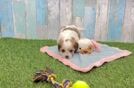 Little Cavalier Bichon Designer Puppy