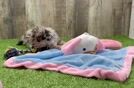 Havapoo Puppy for Adoption